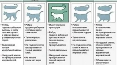 Jak citovat cat: efektivní metody vážení pro domácí mazlíčky